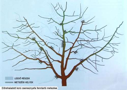 cseresznyefa-fenntarto-metszese