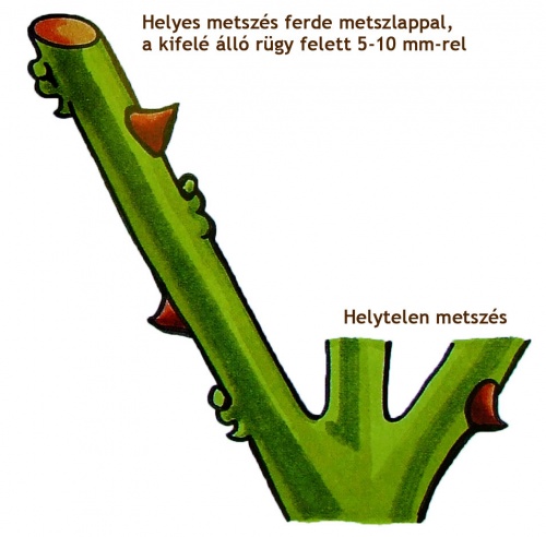 rozsa-metszese