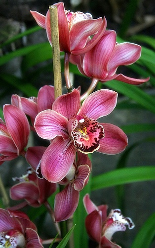 orchidea