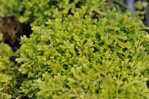 selaginella-kraussiana-aurea