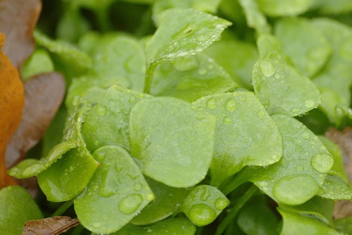 teli-porcsin-claytonia-perfoliata