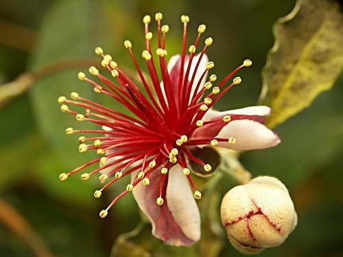 guava-mirtuszdio
