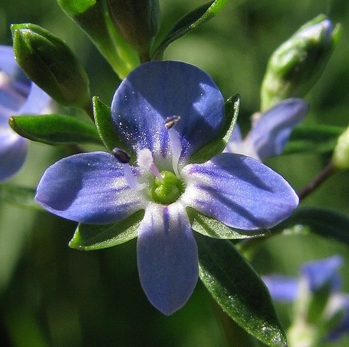 veronica-beccabunga-forrasveronika