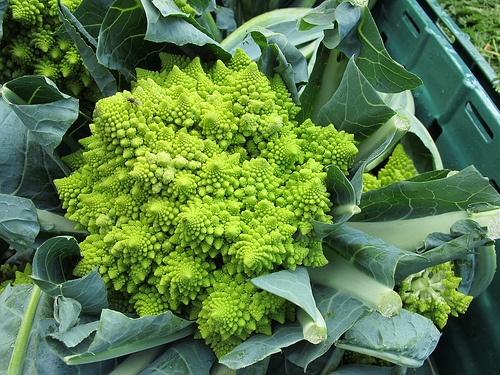 romanesco-karfiol