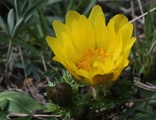 adonis-vernalis