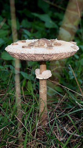 macrolepiota-procera