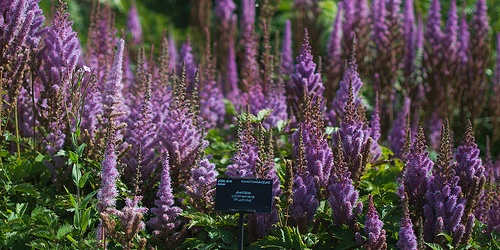 astilbe-chinensis-pumila