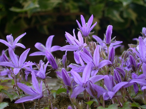 campanula-poscharskyana