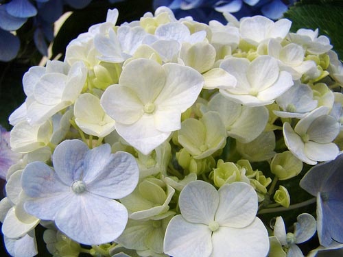 hydrangea-macrophylla