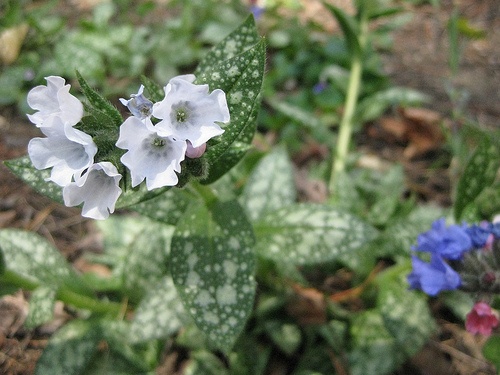 pulmonaria-saccharata-sissinghurst-white