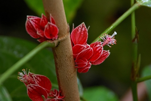 goethea-strictiflora