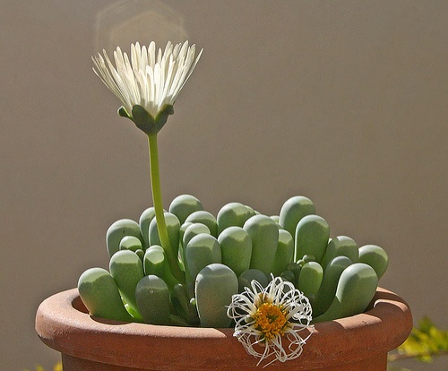 fenestraria-rhopalophylla-feher-ablakvirag