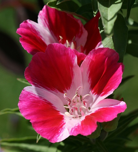 godetia-tunderkurt-nyari-azalea