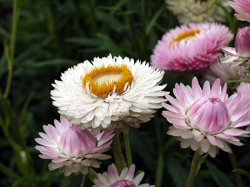 helichrysum