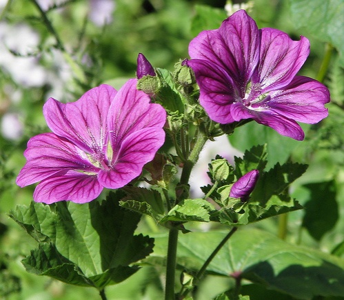 malva-sylvestris