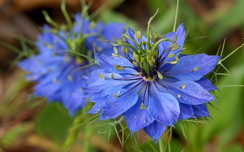 nigella-damascena