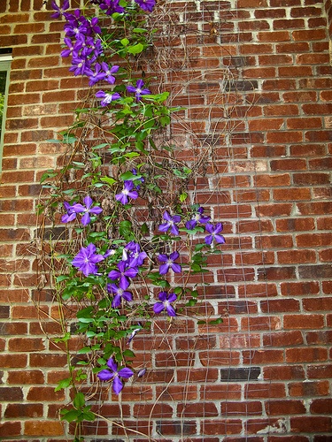 clematis-iszalag