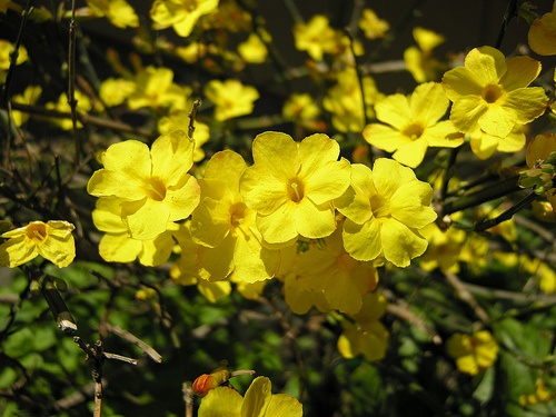 jasminum-nudiflorum