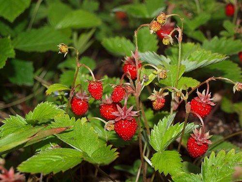 erdei-szamoca-fragaria-vesca