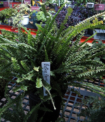 kereklevelu-sziklaipafrany-pellaea-rotundifolia