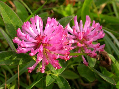 trifolium-pratense