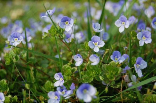 veronica-filiformis