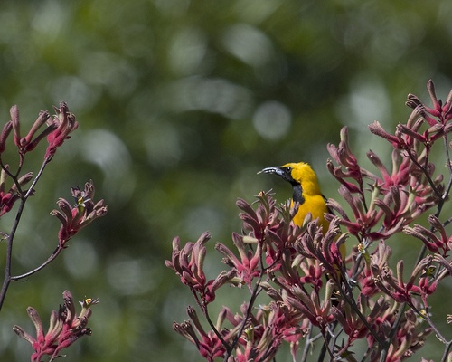 kengurumancs-anigozanthos-flavidus