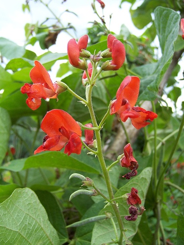 phaseolus-coccineus