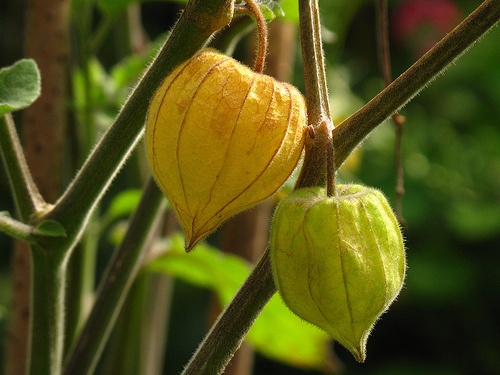 physalis-peruviana-holyagcseresznye