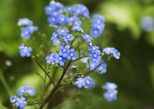 brunnera-macrophylla