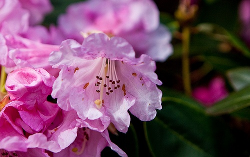 rhododendron-yakushimanum-fantastica