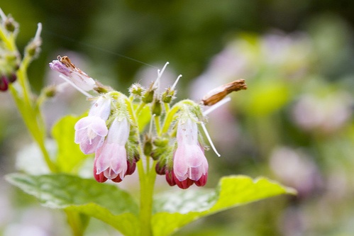 symphytum-grandiflorum-saphir