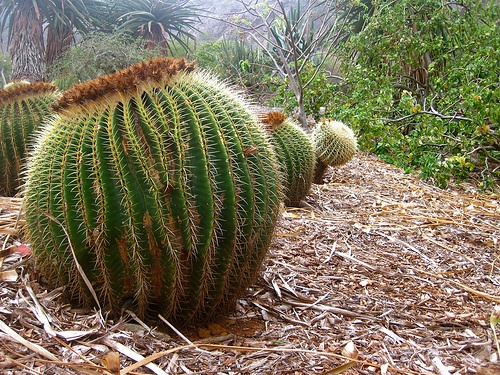 echinocactus-grusonii-oriasi-sunkaktusz