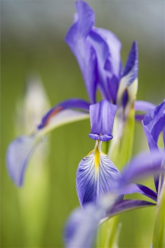 fagyolos-noszirom-iris-spuria