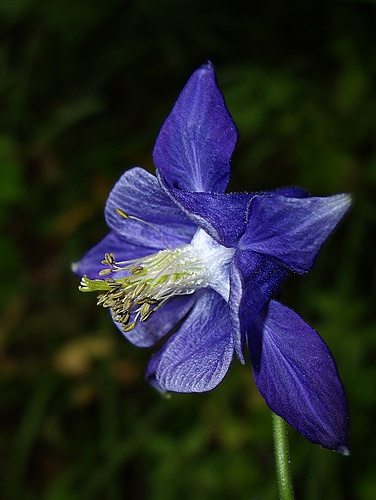 aquilegia-vulgaris