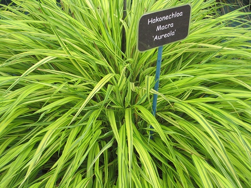 hakonechloa-macra-aureola