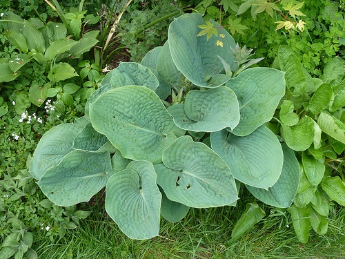 hosta-sieboldiana-elegans