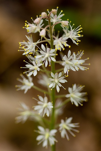 tiarella-cordifolia