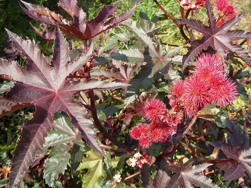 ricinus-communis