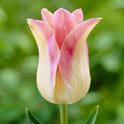 tulipelegantlady