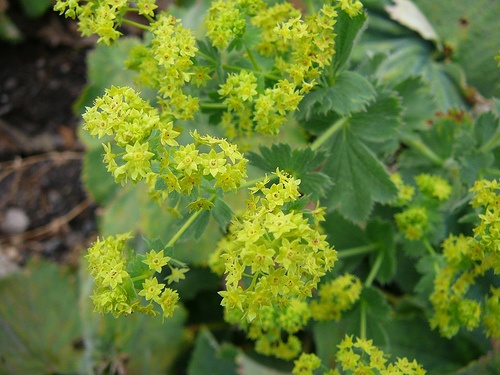 alchemilla-mollis