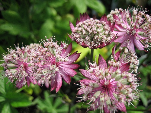 astrantia-major