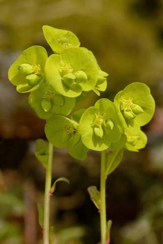 euphorbia-amygdaloides-sarga