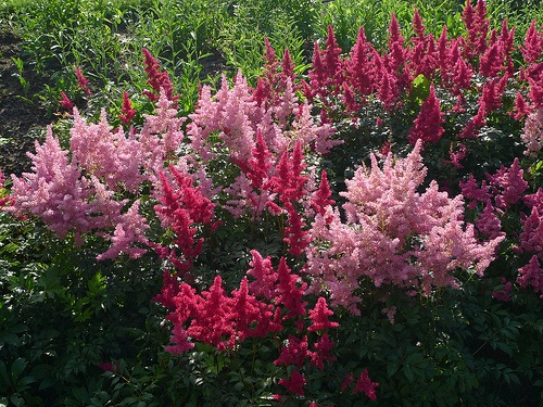 astilbe-arendsii