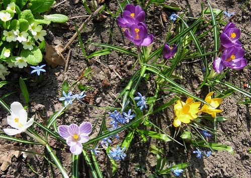 crocus-scilla-siberica-primula