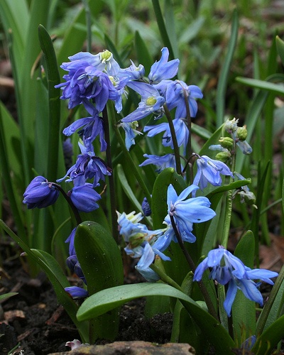 scilla-siberica