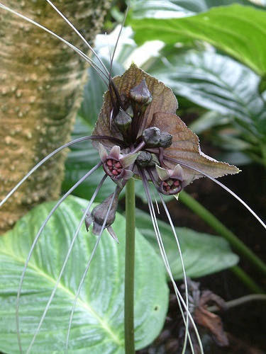 tacca-chantrieri