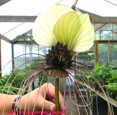 tacca_integrifolia