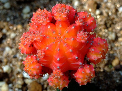 rubinkaktusz-gymnocalycium-mihanovichii