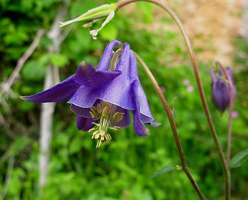 aquilegia-vulgaris